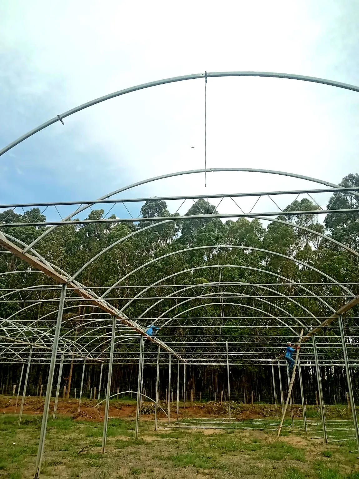 Estufa metálica para produtores rurais - ALVES Estufas