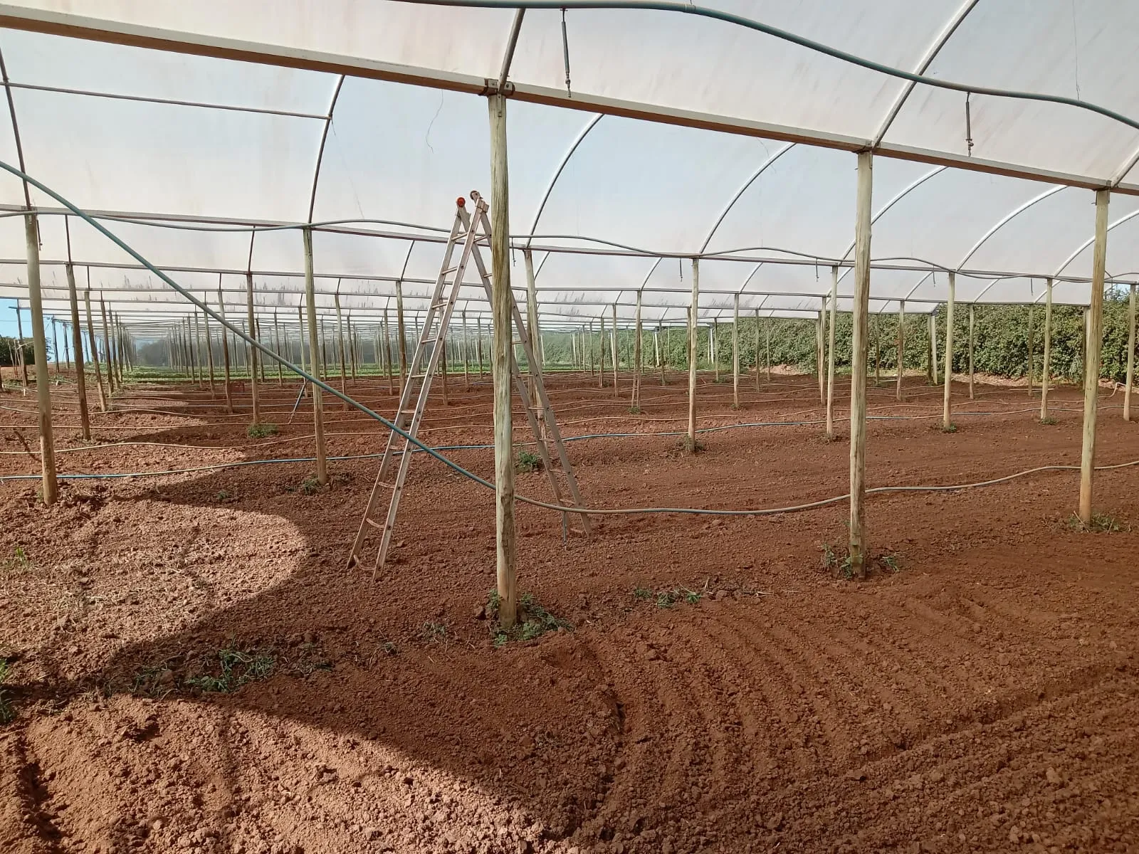 Estufa com cobertura plástica para cultivo protegido - ALVES Estufas