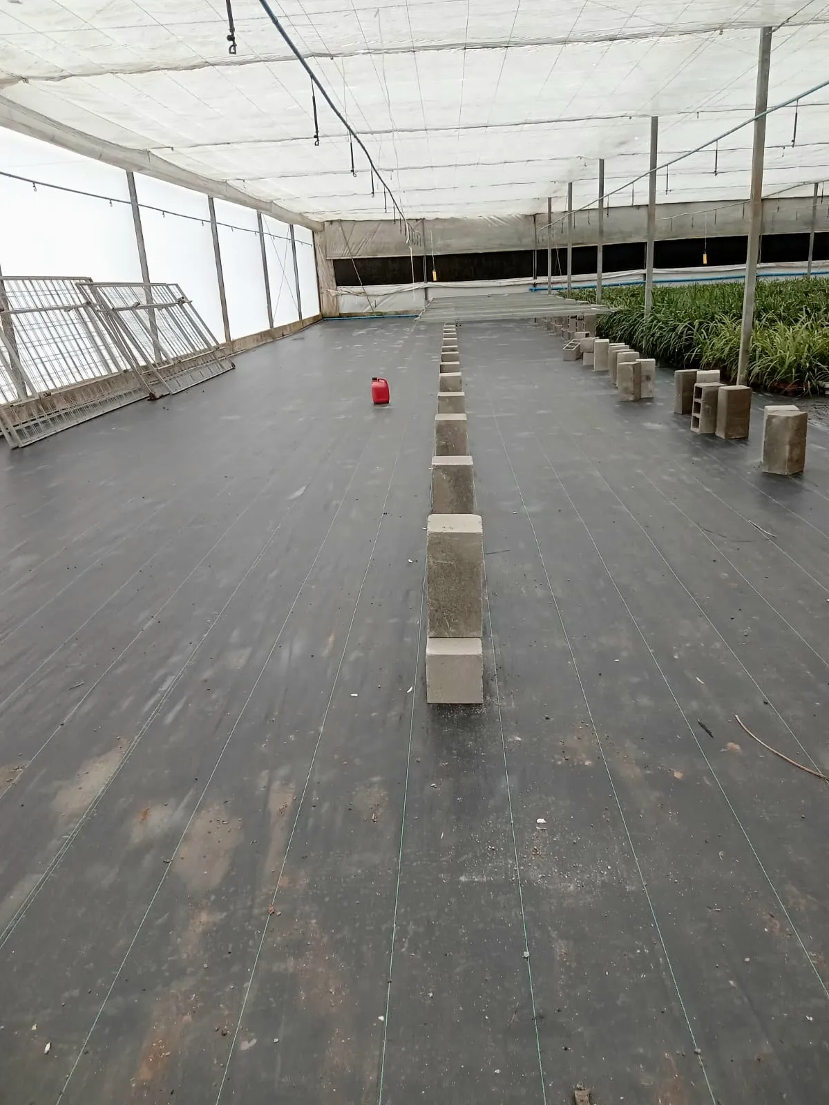 Interior de estufa agrícola com viveiro em São Paulo - ALVES Estufas