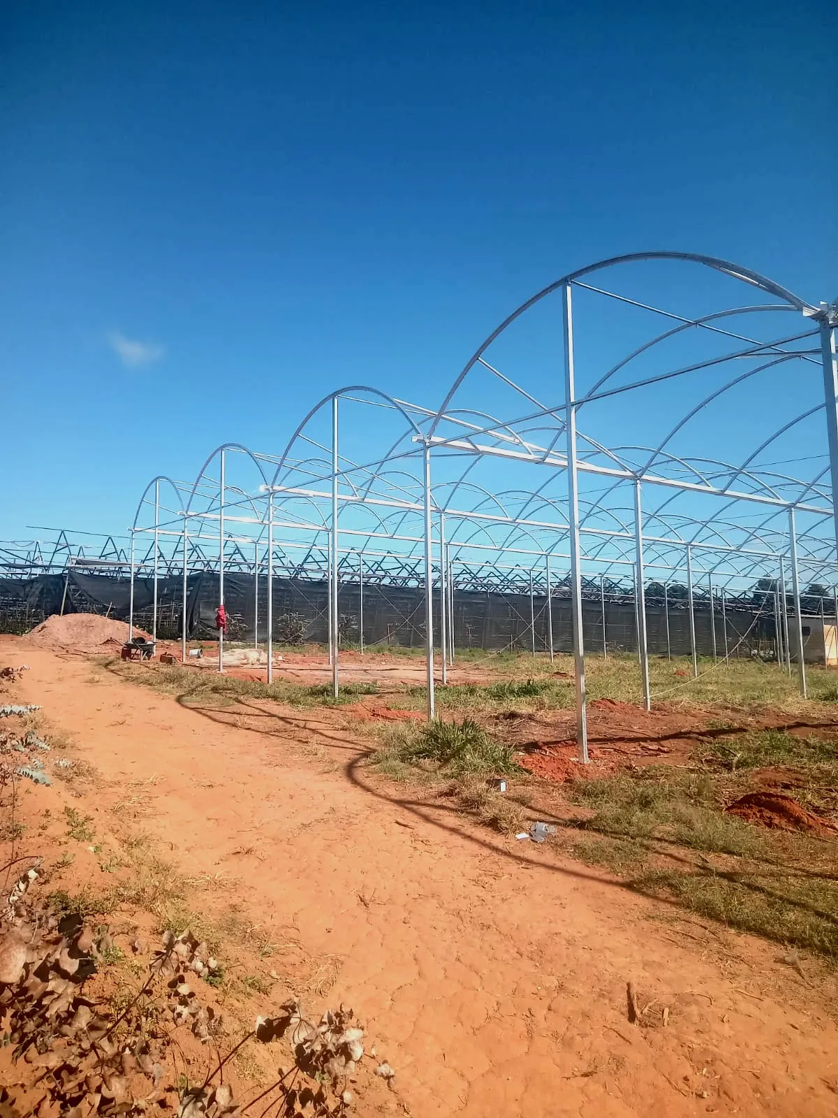 Montagem de estufa para produção agrícola em São Paulo - ALVES Estufas