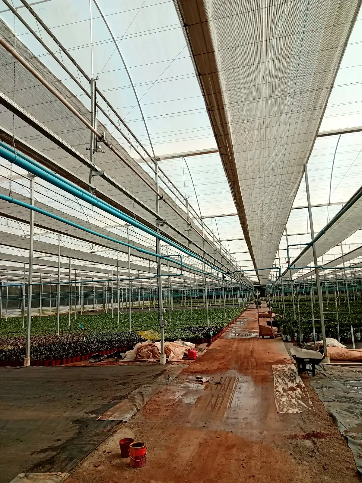 Produção de mudas em estufa agrícola - ALVES Estufas